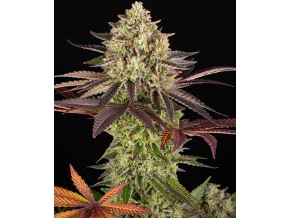 apple fritter feminizovaná semínka