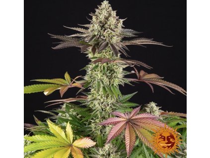Apple Fritter Fem