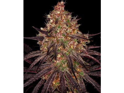 Ayahuasca Purple feminizovaná semena konopí