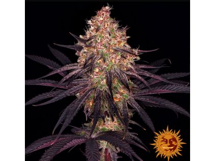 Ayahuasca Purple feminizovaná
