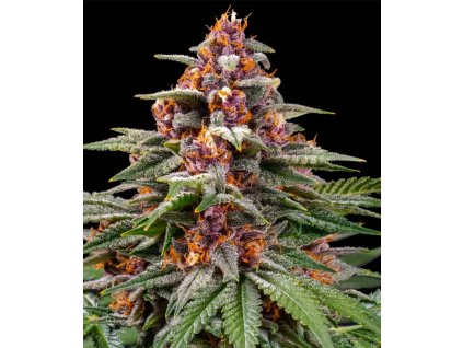 Runtz Autoflowering