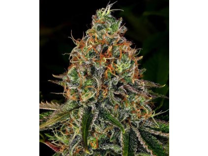 Tangerine dream semínka marihuany