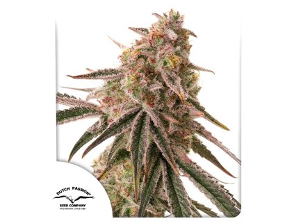 Frozen Biscotti semínka konopí