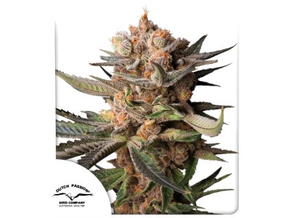 Frozen Biscotti samonakvétací