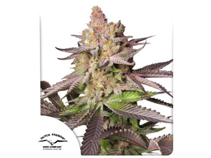 Melonade Runtz feminizované