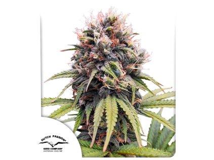 Euforia feminizovaná