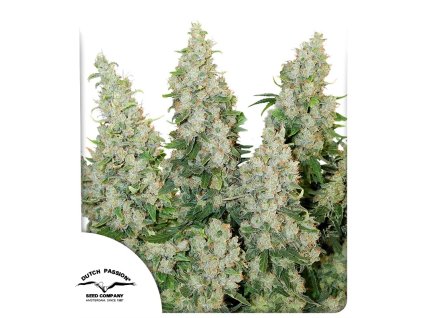 Think Different auto