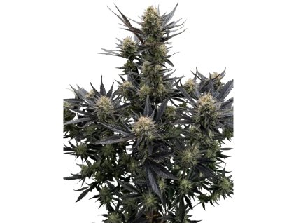 Guava Auto RF3 42 Fast Buds