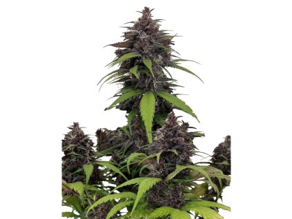 Purple Haze Auto 42 Fast Buds