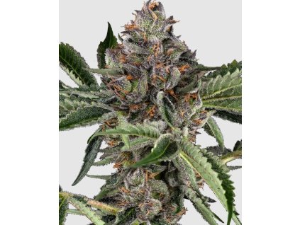 Papaya Jealousy feminizovaná semena konopí