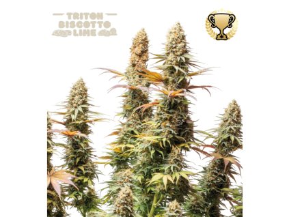 triton biscotto lime feminizovana semena konopi