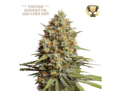 triton biscotto lime samonakvetaci semena konopi