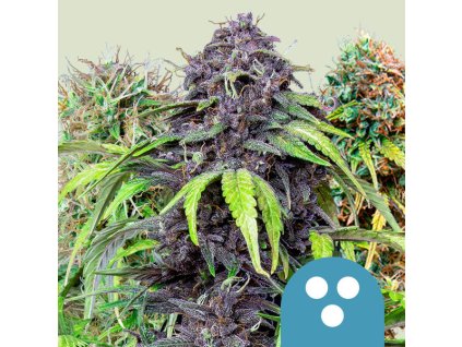 Mix CBD semena marihuany