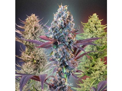 Mega mix autoflower semena konopí