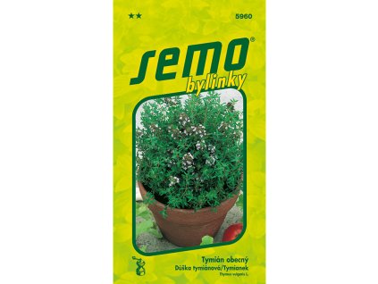 Tymián obecný