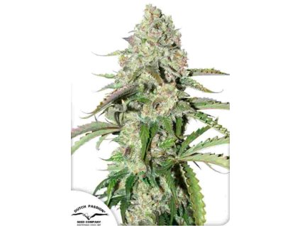 auto colorado