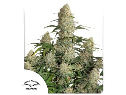 auto critical orange punch