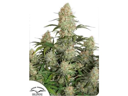 auto critical orange punch