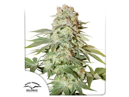 Auto Power Plant Dutch Passion