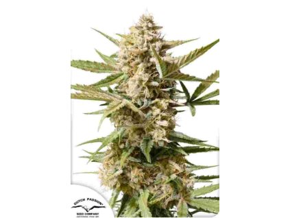 auto cinderella