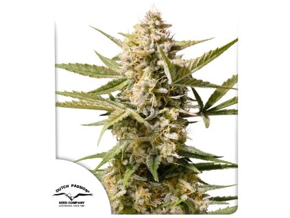 auto cinderella jack