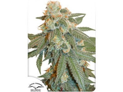 auto orange bud