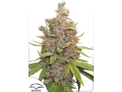 auto glueberry og