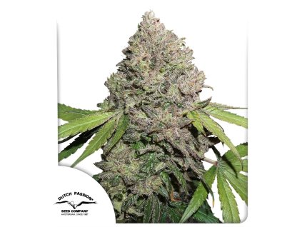 cbd charlottes feminizované semena