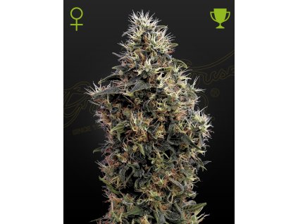 Sweet mango samonakvétací semena