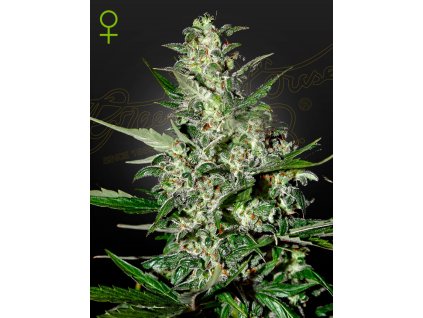 Super Critical samonakvétací semena