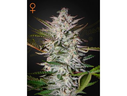 Holy Punch feminized seeds
