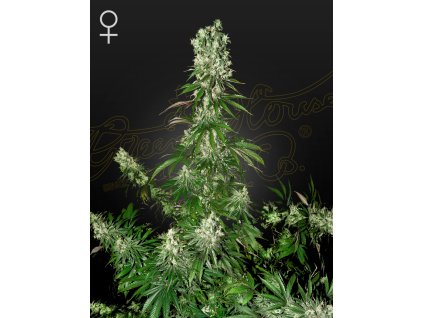 White Strawberry Skunk semena marihuany