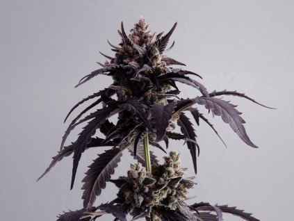 ginger punch marihuana