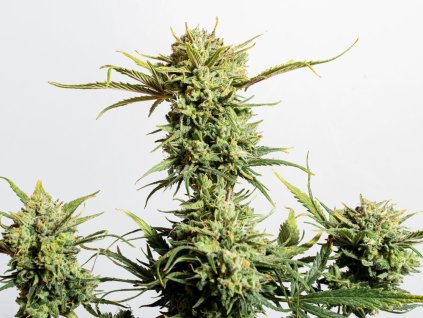 ginger punch marihuana