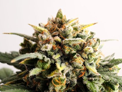 speedy boom semena marihuany