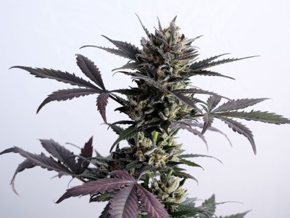 lemon haze semena marihuany