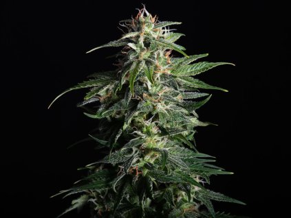 swiss dream CBD konopí