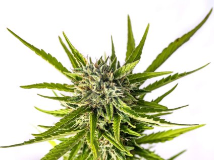 strawberry haze auto semena marihuany