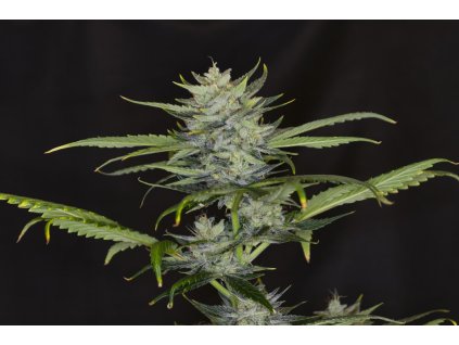 gorilla king Autoflower
