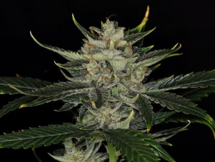 Marihuana Gorilla King Auto