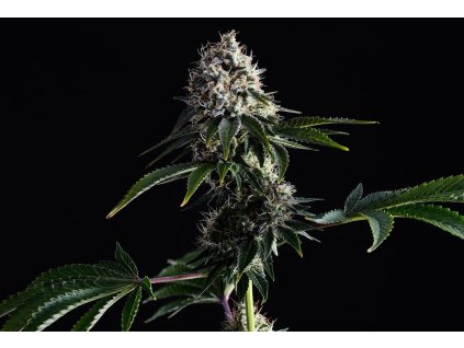 swiss dream cbd konopí