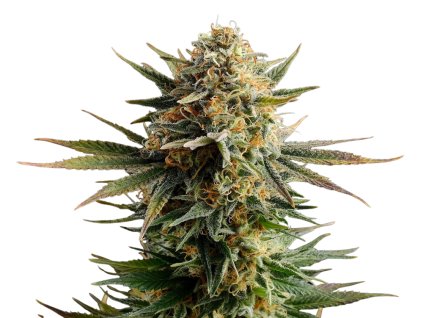 gypsy kush semena konopí