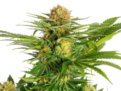 white domina dobrá semena