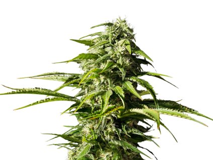 big bull semena marihuany