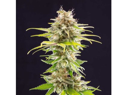 super og kush semena marihuany