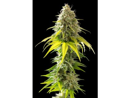 mataro blue semena konopí