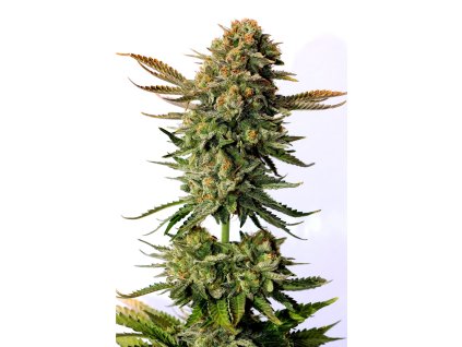 russian doll feminized