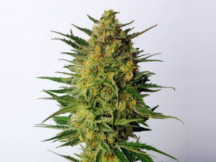 super ak feminized