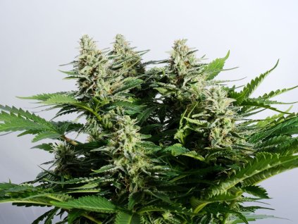 colombian jack feminized
