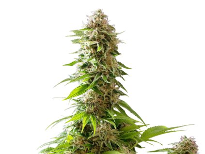 cookies haze semena marihuany